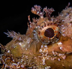 Scorpion Fish by Victor Micallef 